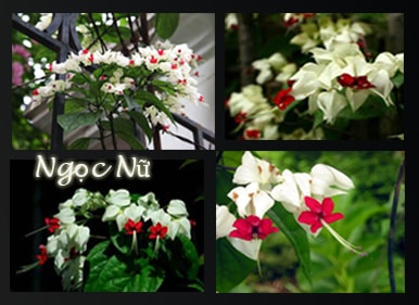 Cây Ngọc Nữ Cây Hoa Leo Ngọc Nữ