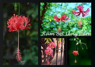 Hoa Râm Bụt Đèn Lồng Cây Hoa Leo Râm Bụt Đèn Lồng