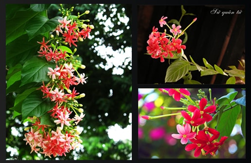 Hoa Sư Quân Tử Hoa Sư Quân Tử