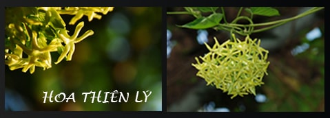 Hoa Thiên Lý Cây Hoa Leo Thiên Lý