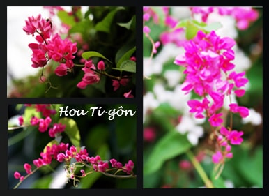 Cây Hoa Leo Ti-gôn Cây Hoa Leo Ti-gôn