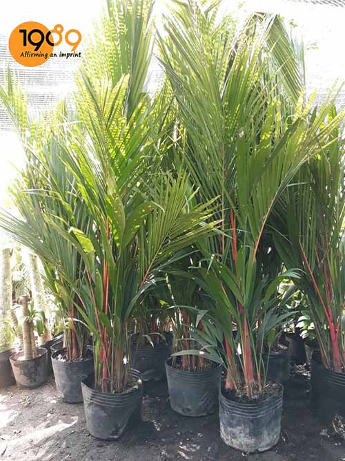 Cau đỏ tại vườn