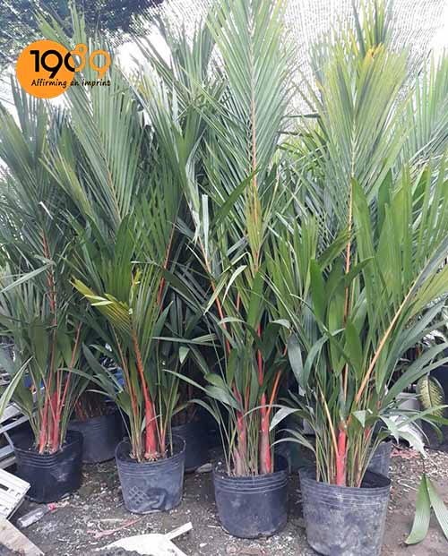 cây cau đỏ Cau đỏ