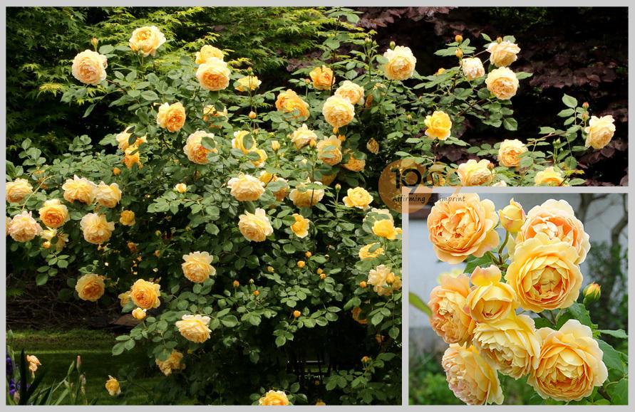 Hoa Hồng Leo Hoa Hồng Leo