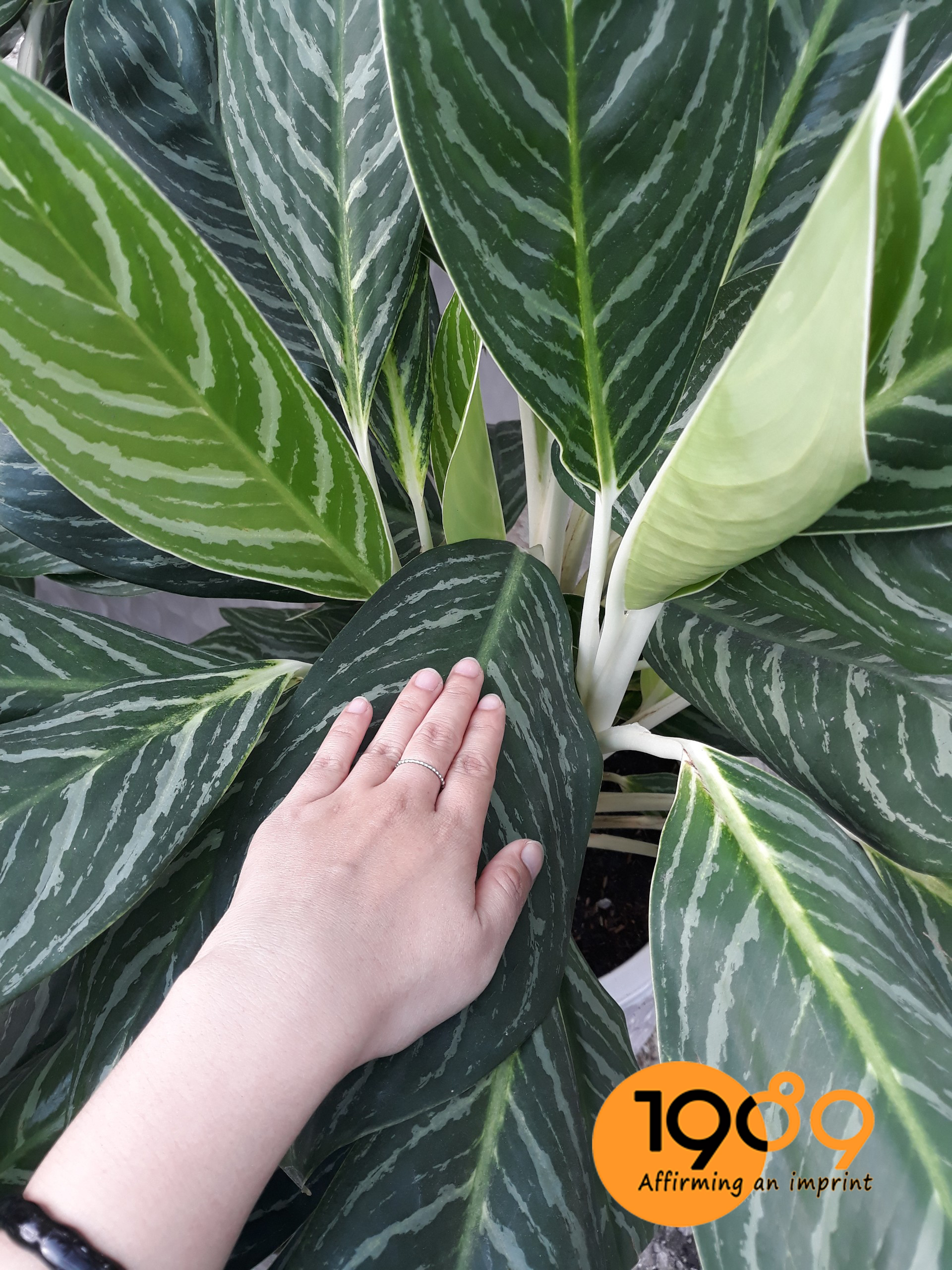 hình thái lá bạch mã