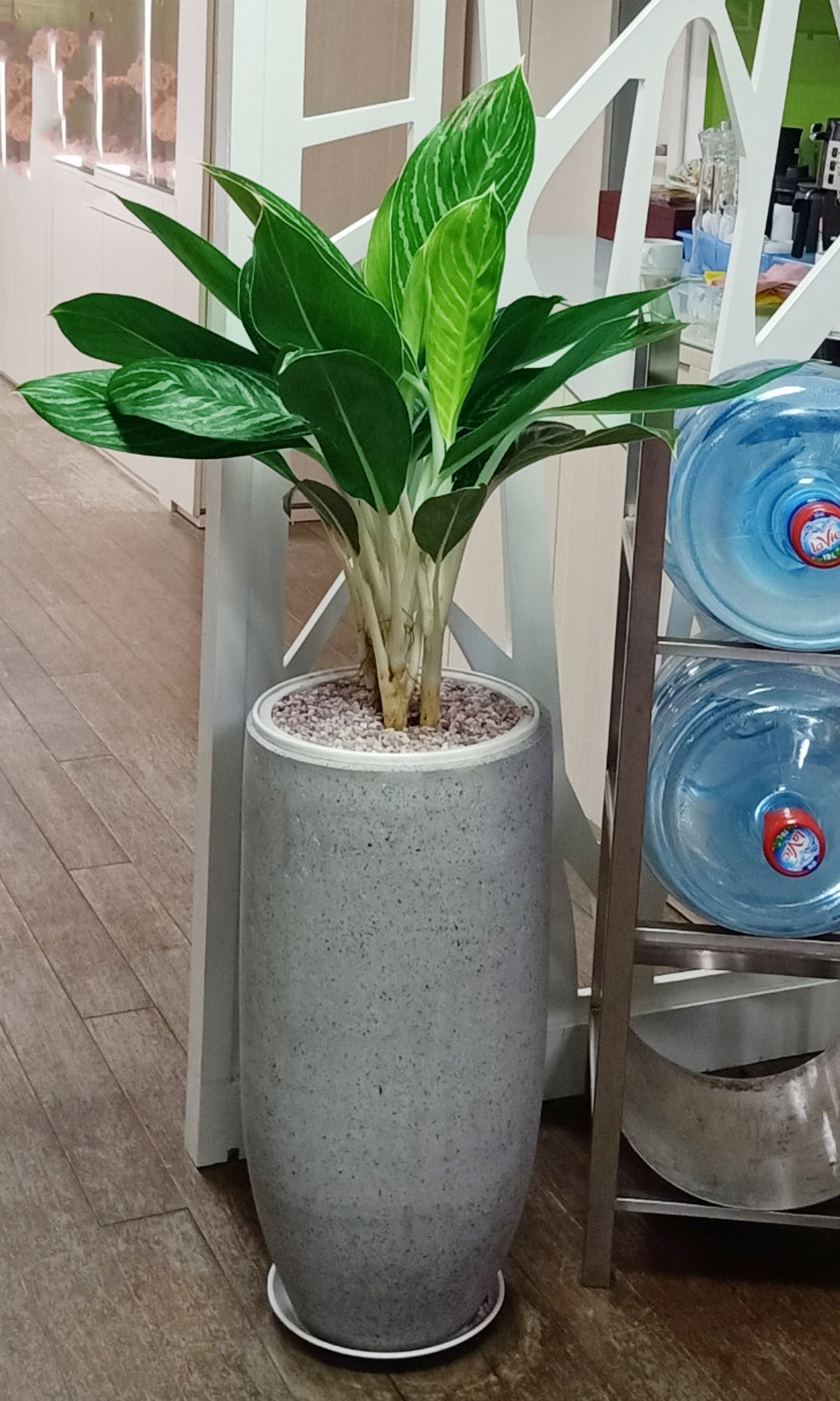 Bạch mã tại vườn