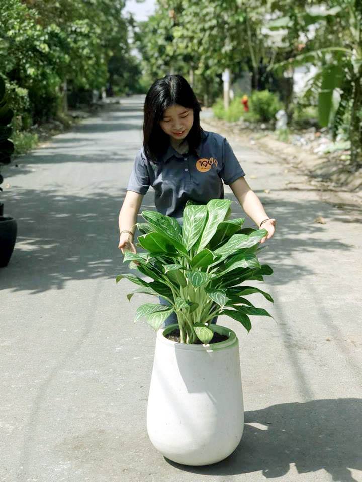 bạch mã hoàng tử bạch mã hoàng tử