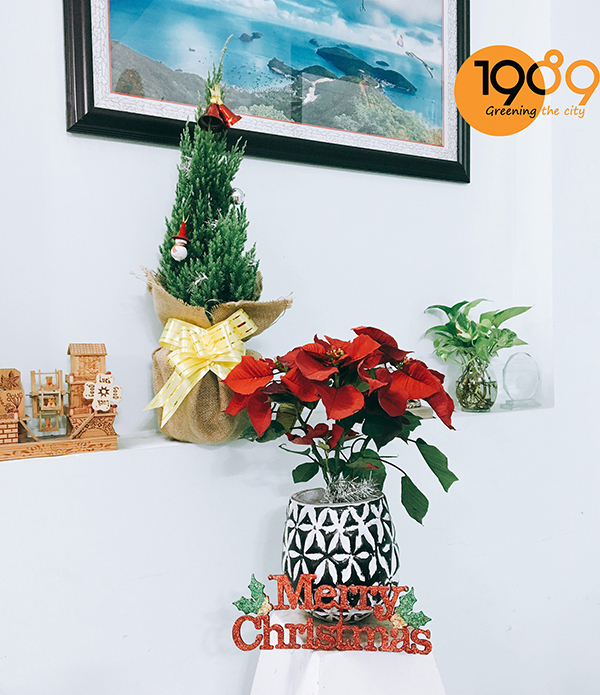 Cây Trạng Nguyên trang trí noen- giáng sinh