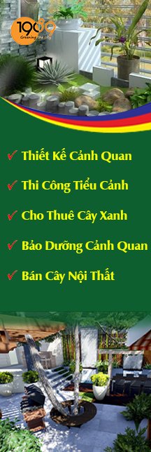 dịch vụ cho thuê cây xanh văn phòng