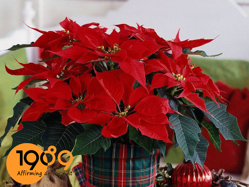 Cây trang nguyên mang ý nghĩa may mắn, đỗ đạt và thành công