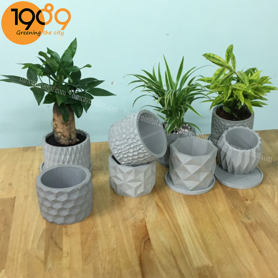 Chậu cây kim ngân