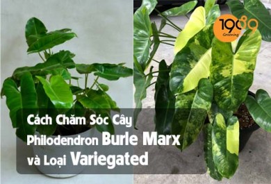 Cách Chăm Sóc Cây Philodendron Burle Marx Thường & Variegated