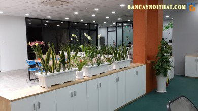 Công trình cây xanh Công ty cổ phần dược phẩm Pharmacity – Nơ Trang Long, Quận Bình Thạnh